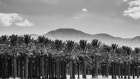 Date Palms, Coachella Valley, California, USA. Art Print